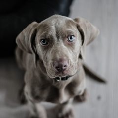 Comment bien éduquer son chien ?