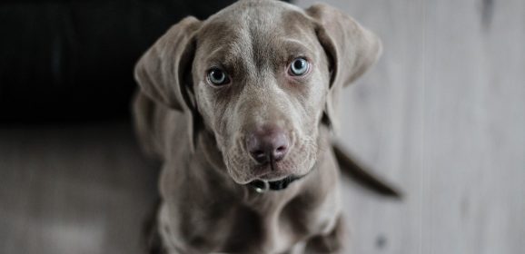 Comment bien éduquer son chien ?