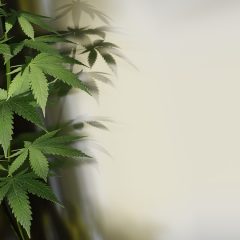 Les produits à base de CBD sont-ils légaux en France ?