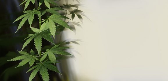Les produits à base de CBD sont-ils légaux en France ?